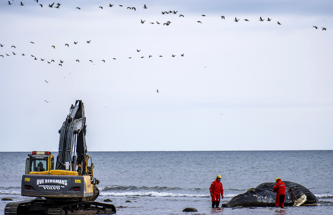 На берег шведского острова Эланд выбросило тушу горбатого кита