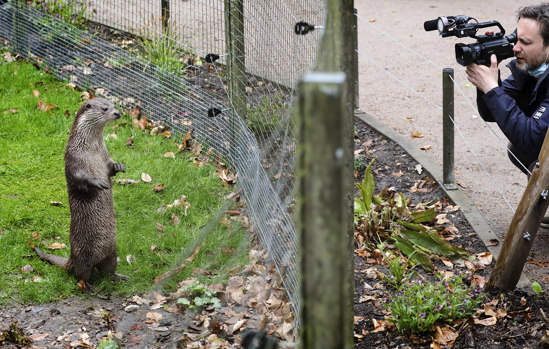Открытие нового вольера для выдр в зоопарке немецкого Ростока