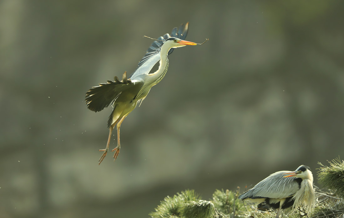 Серая цапля в лесу в Шицзячжуане, Китай