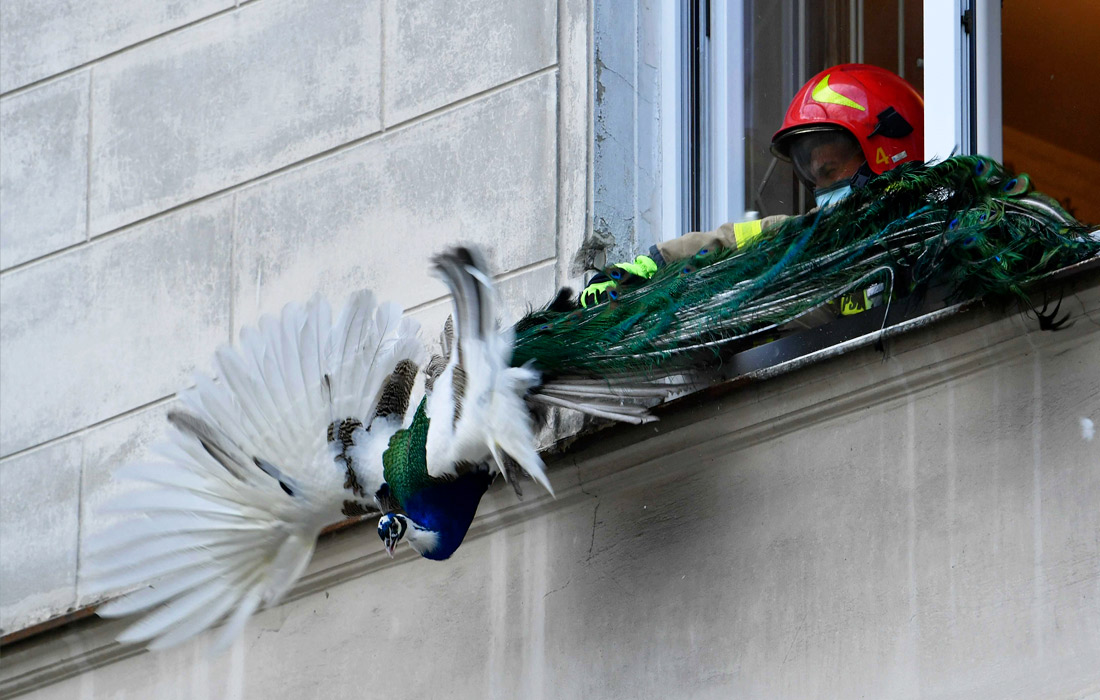 В Варшаве на карнизе окна жилого дома пожарные поймали павлина, сбежавшего из парка Лазенки