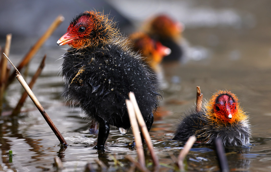 Птенцы лысухи в пруду Берлина
