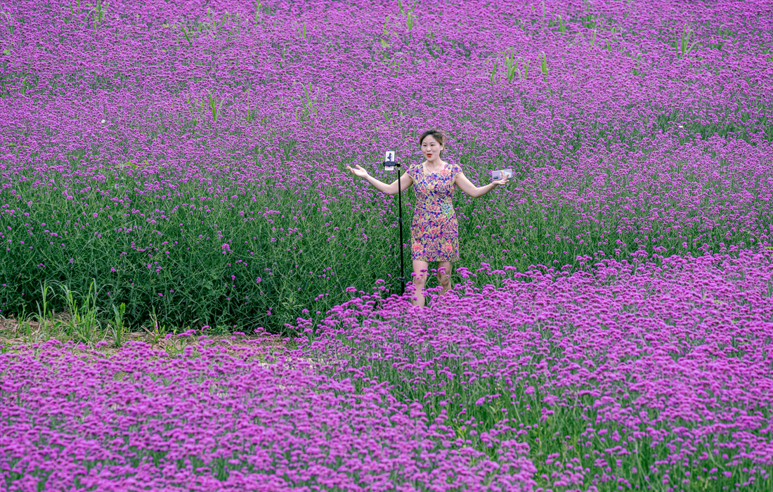 Цветение вербены в провинции Сычуань, Китай