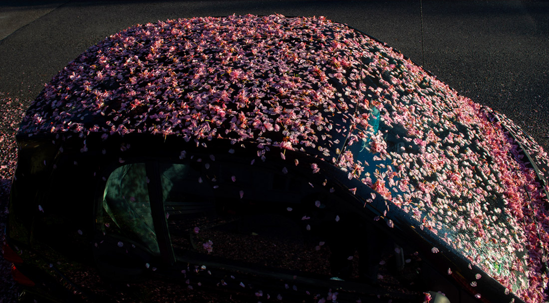 Опавшие вишневые цветы в Мюнхене