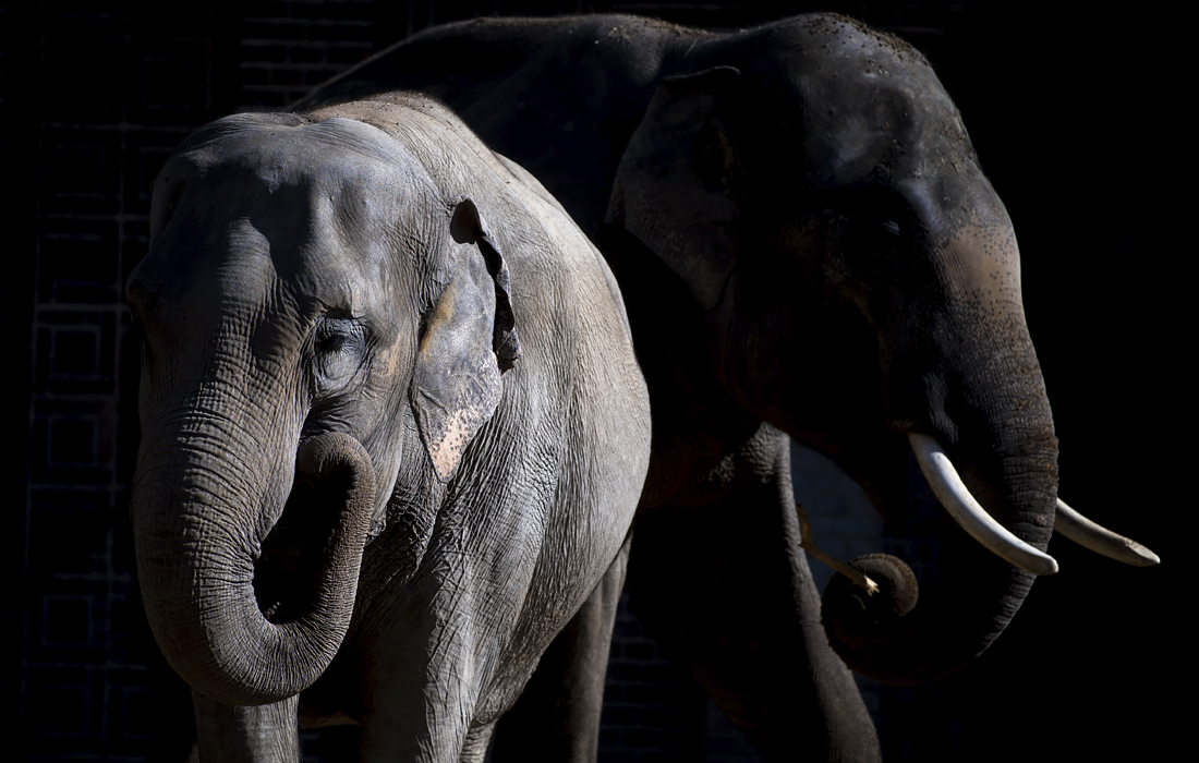 Слоны в зоопарке немецкого Лейпцига