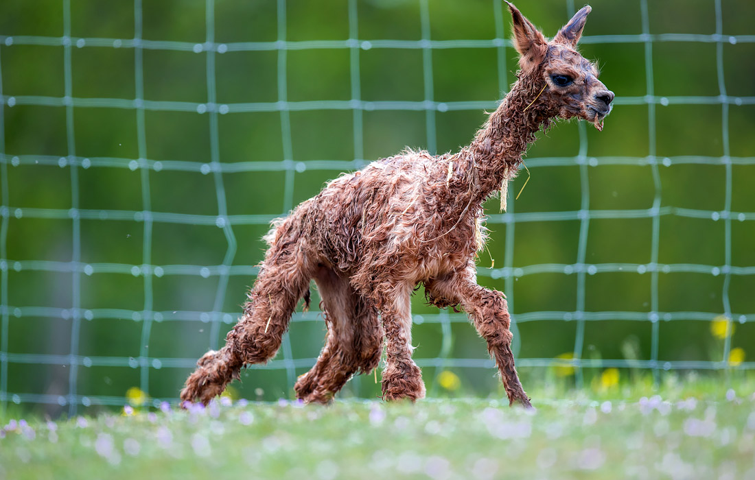 Семейная ферма с экзотическими животными в немецком Штернберге терпит убытки из-за введенных ограничительных мер по COVID-19