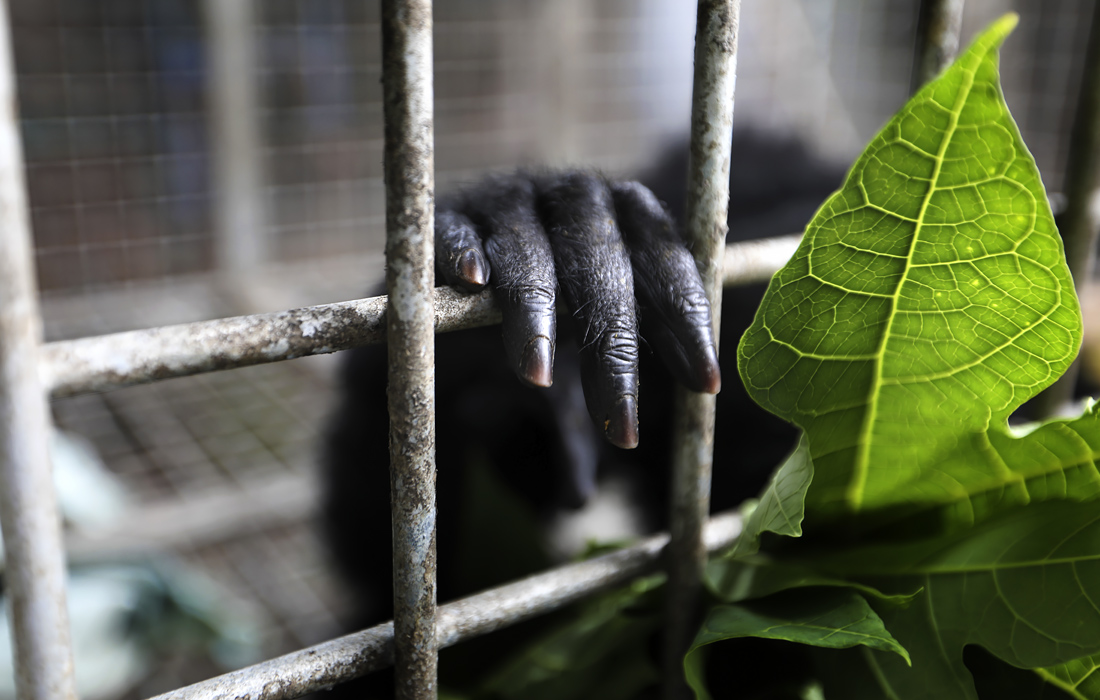 Чернорукий гиббон ​ в центре реабилитации исчезающих животных, в индонезийской провинции Ачех