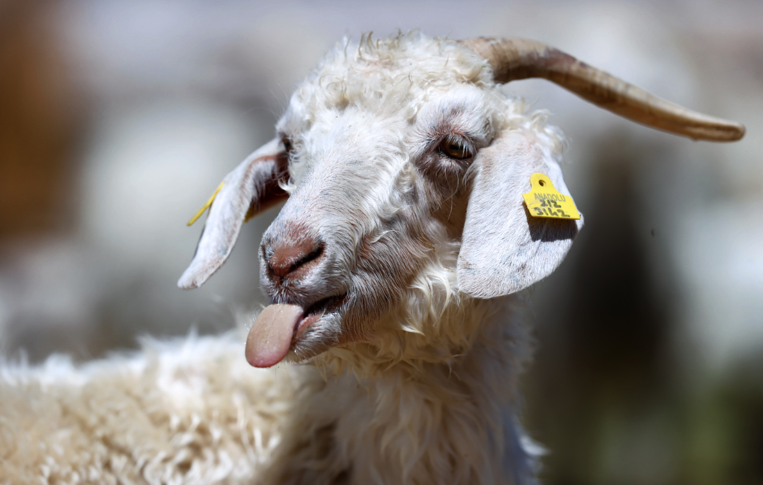 Ангорские козы на пастбище в Турции