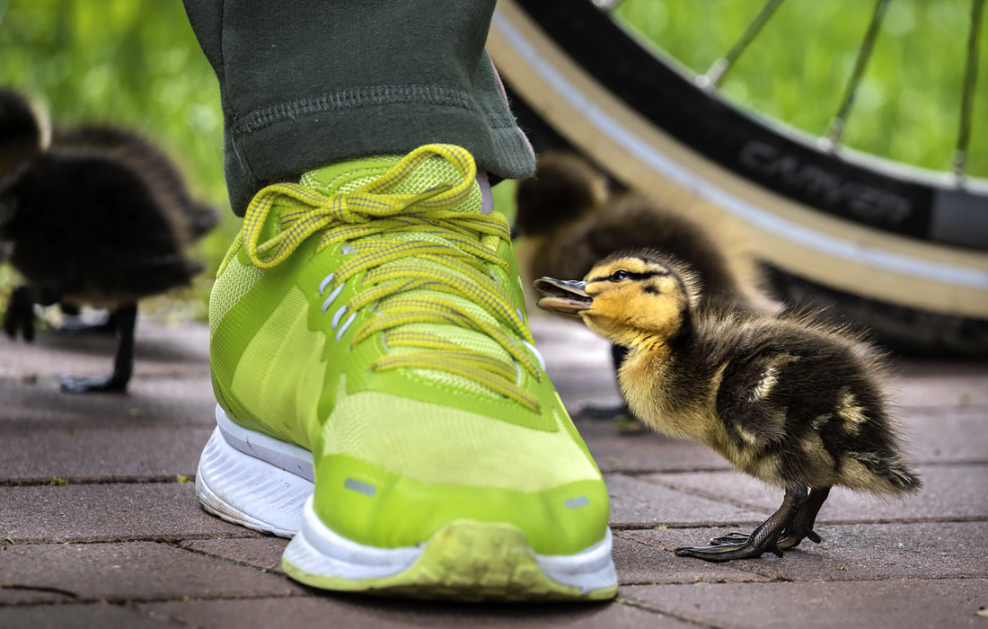 Утенок в немецком Гессене