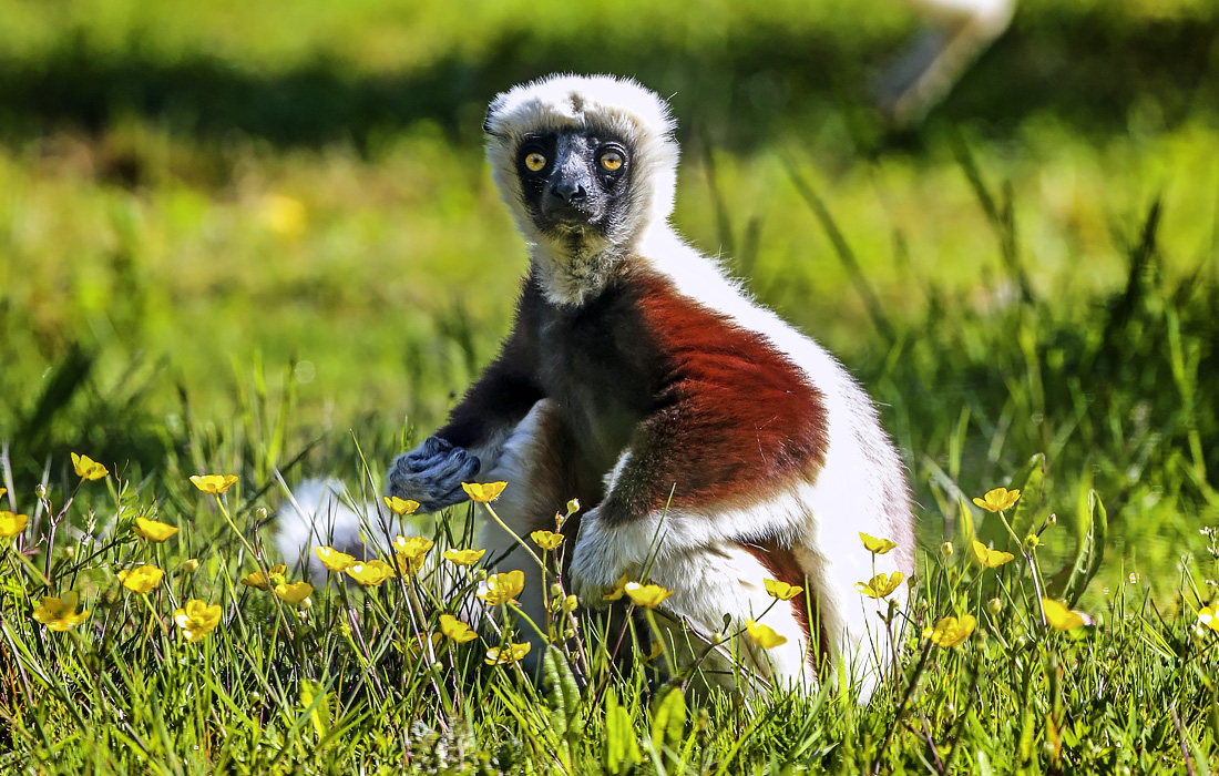 Редкий лемур в зоопарке английского Честера