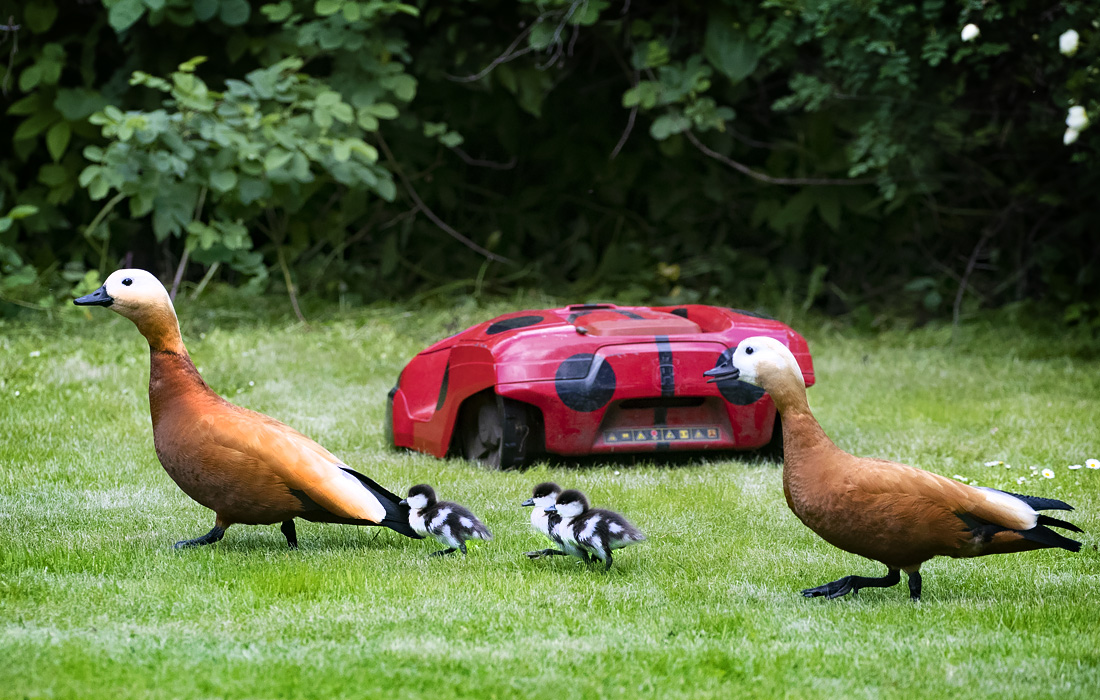 Утки в Ботаническом саду МГУ имени Ломоносова "Аптекарский огород" в Москве