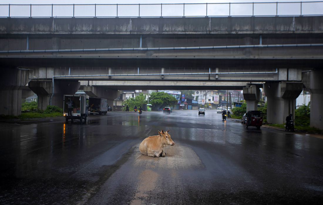 Корова укрывается от дождя под эстакадой на обычно многолюдном перекрестке во время локдауна, введенного в Коломбо, Шри-Ланка