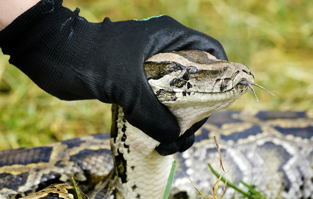 Во Флориде объявлено о проведении ежегодных соревнований по охоте на питонов с 9 по 18 июля