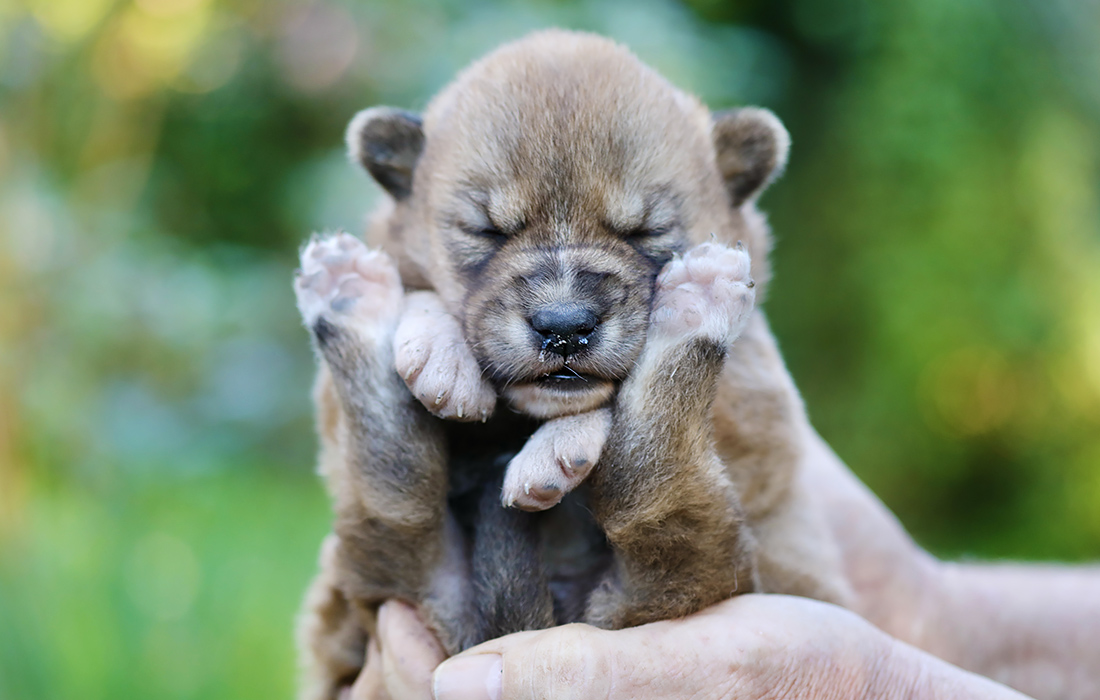 Щенок динго Лаки в Австралийском парке рептилий