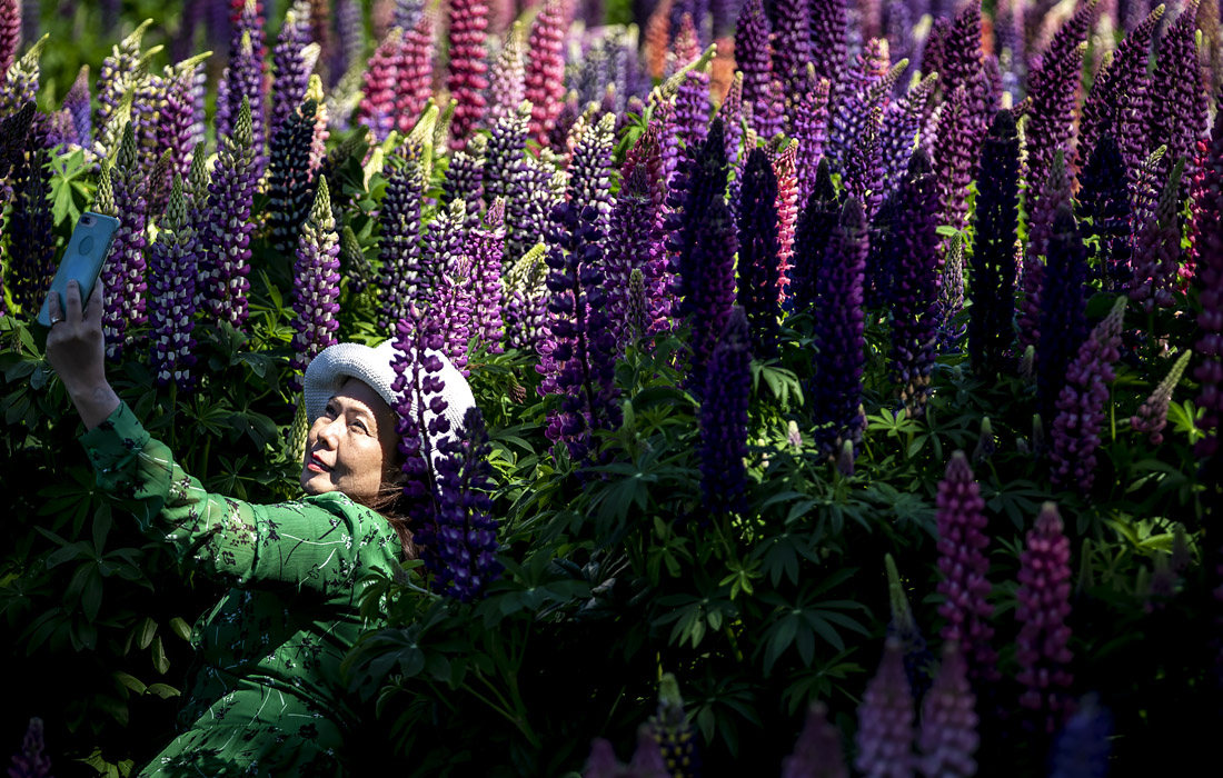 Цветение люпина в Дании