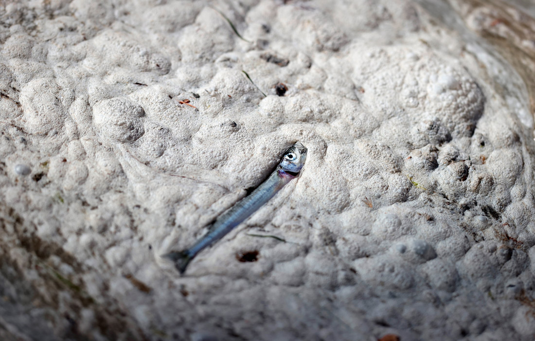 Дайверы отмечают, что рыба и другие морские обитатели гибнут из-за нехватки кислорода. Под угрозой также устрицы, морские звезды и мидии.