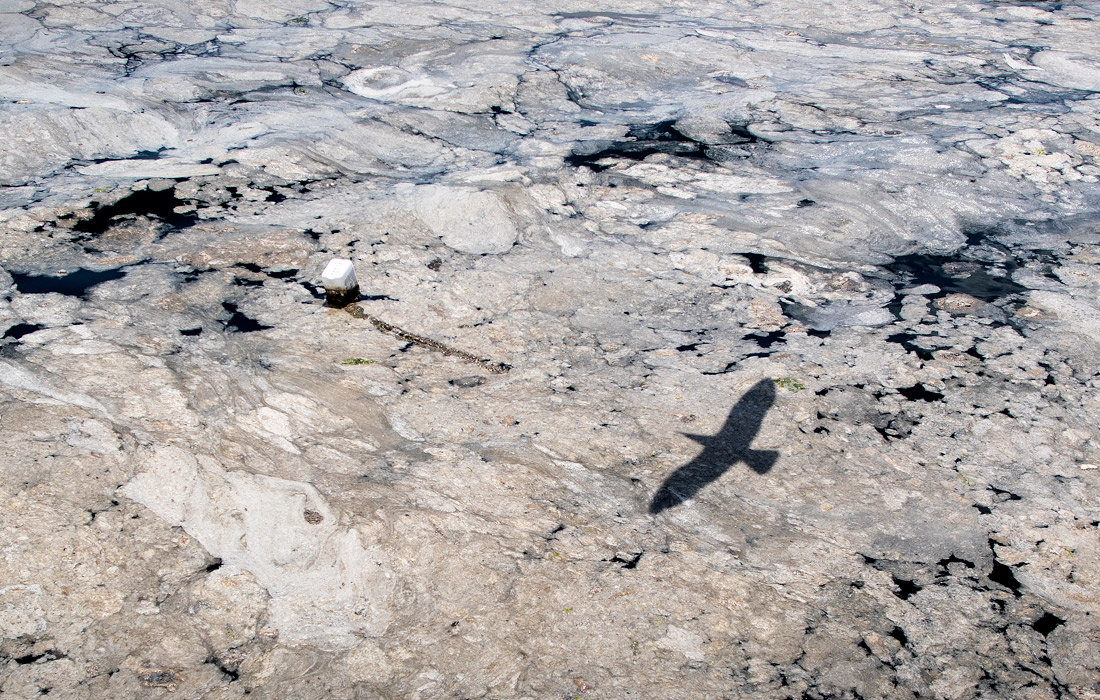 Густая масса серо-зеленого цвета появляется естественным образом, когда фитопланктон бесконтрольно разрастается