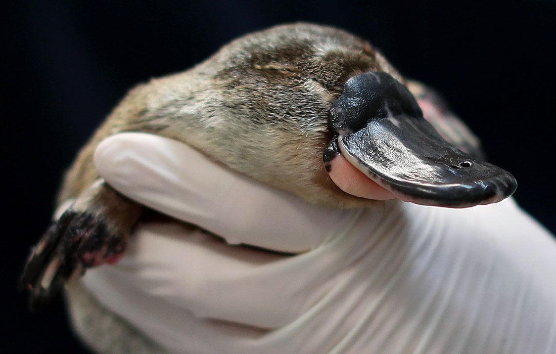 Некоммерческая благотворительная организация RSPCA NSW пожертвовала 600 000 долларов на финансирование нового Центра спасения и реабилитации утконосов в зоопарке "Таронга" в Сиднее