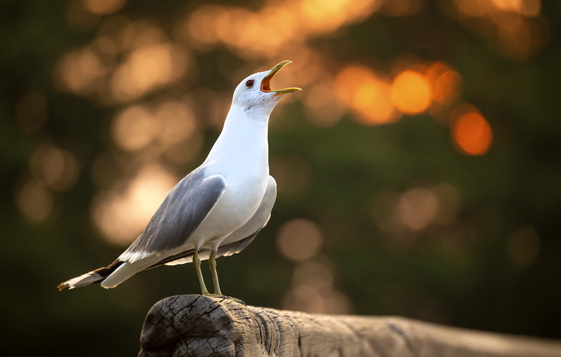 Восход солнца в Бремене