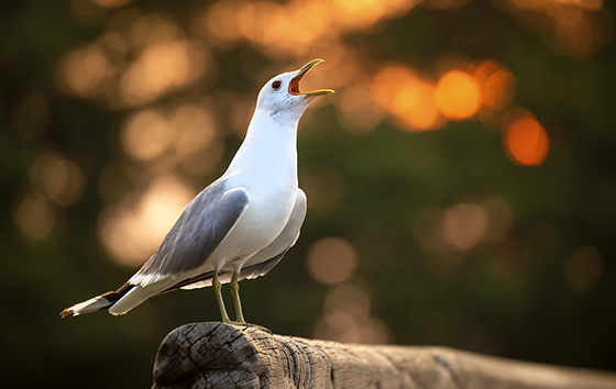 Фотохроника 10 июня