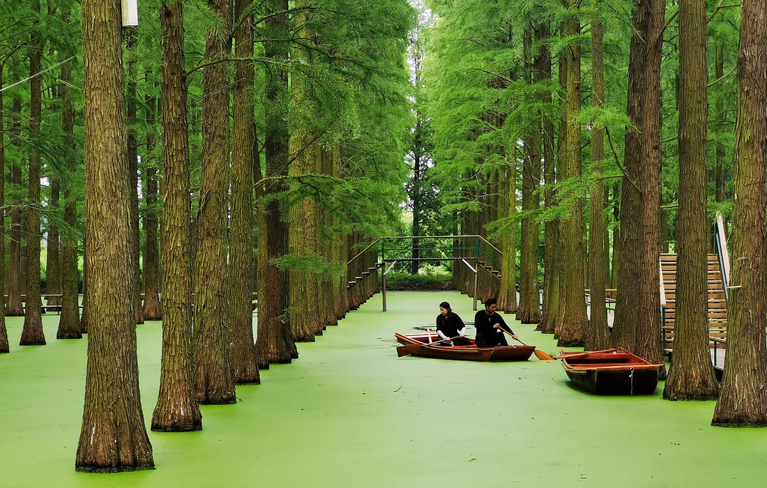 Искусственный лесной парк на воде Личжун на востоке Китая