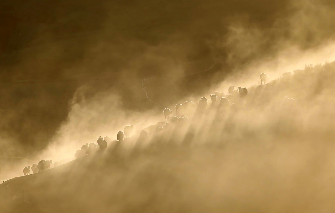 Стадо овец в турецком Битлисе