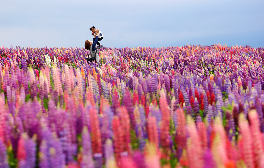 Цветение люпина в Японии