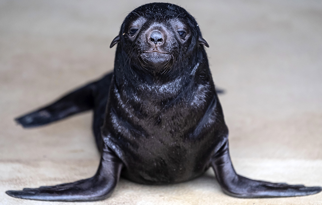 Недельный морской котик в зоопарке на юго-западе Польши