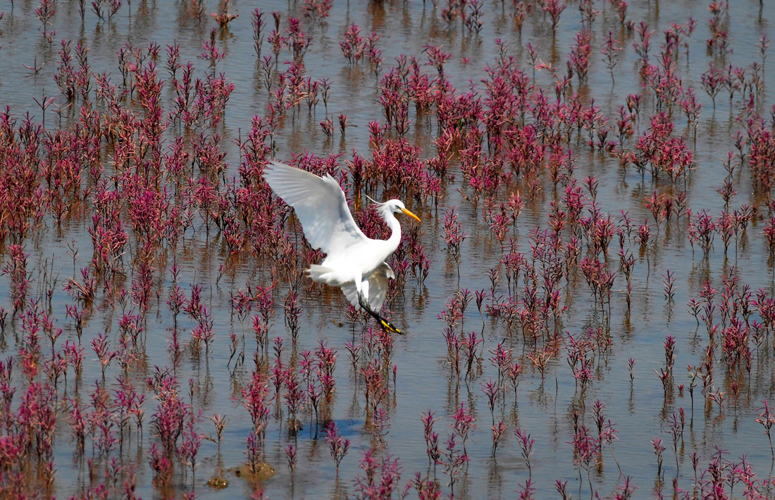 Белые цапли в китайском Циндао