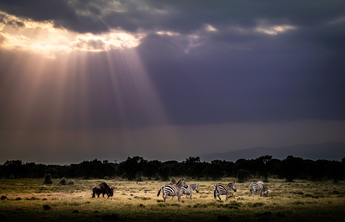 Животные в Национальном парке Найроби