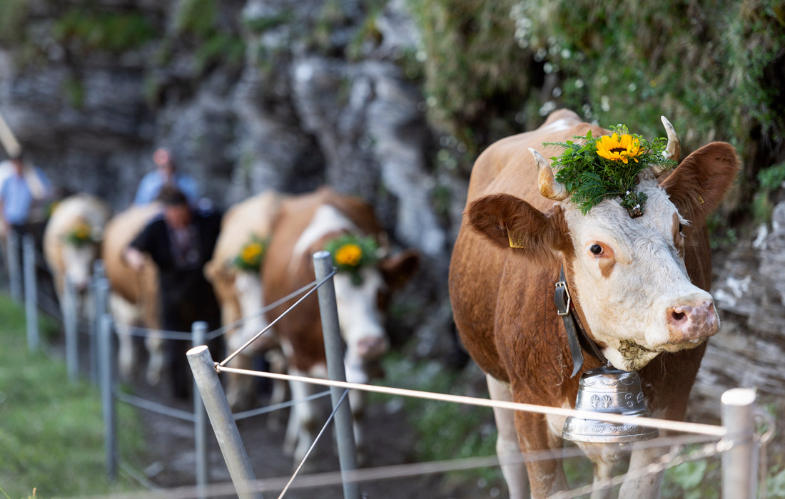 Праздник перегона скота на летние горные пастбища отмечается в швейцарской коммуне Адельбоден