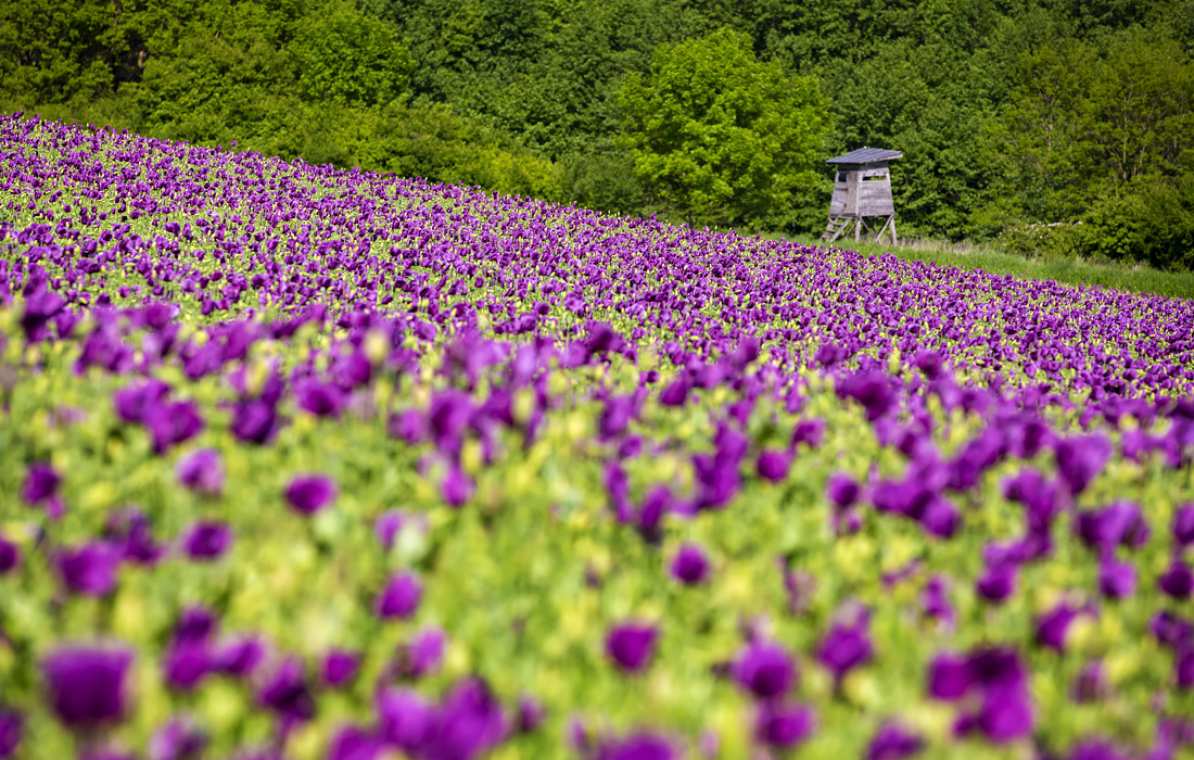 Цветение маков в Венгрии