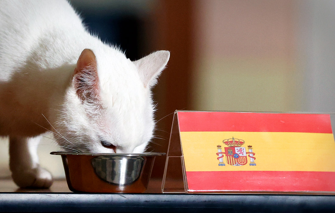 Кот Ахилл предсказал победу сборной Испании в матче Евро-2020 против сборной Швейцарии