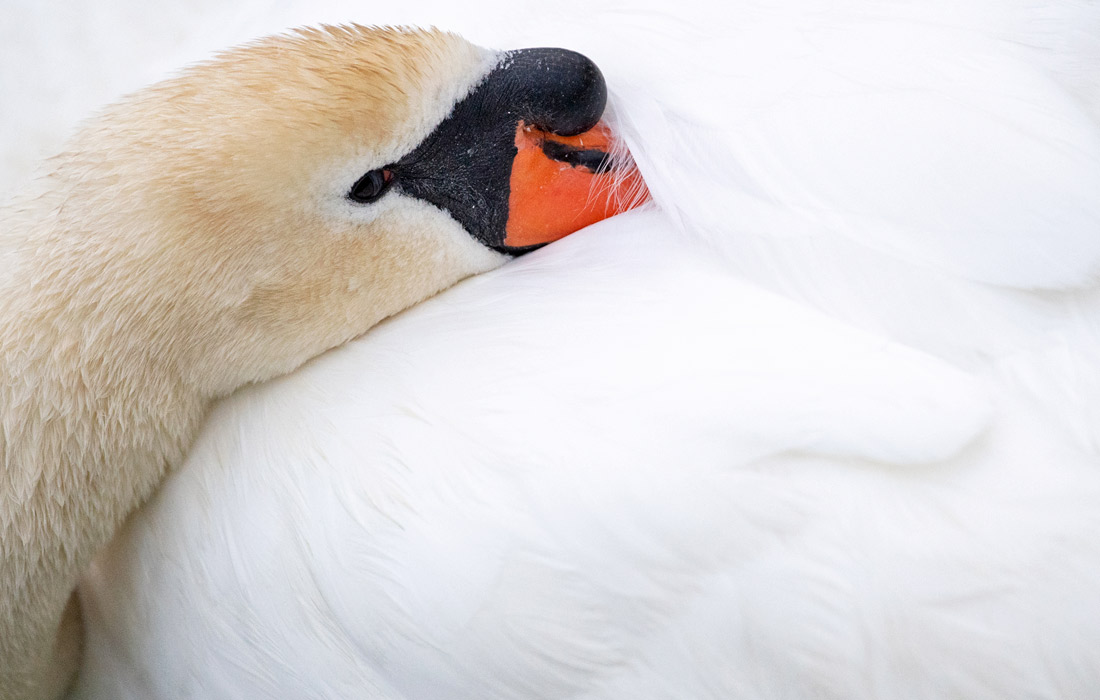 Лебедь на озере в Олимпийском парке Мюнхена