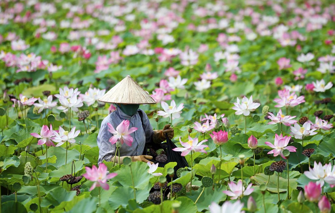 Сезон лотоса во Вьетнаме