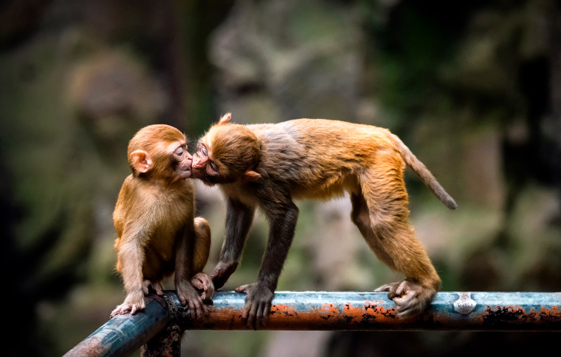 Макаки в зоопарке Ханчжоу, провинция Чжэцзян, Китай
