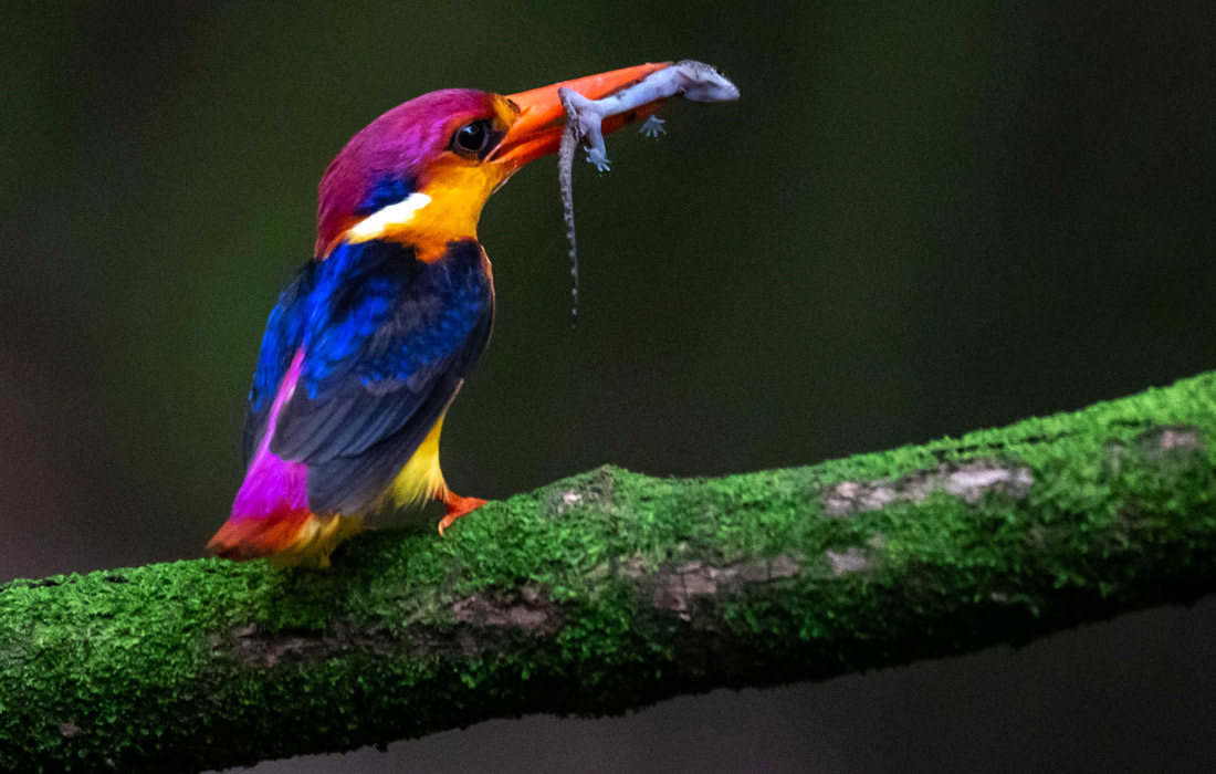 Рубиновый зимородок с добычей. Мумбаи, Индия.