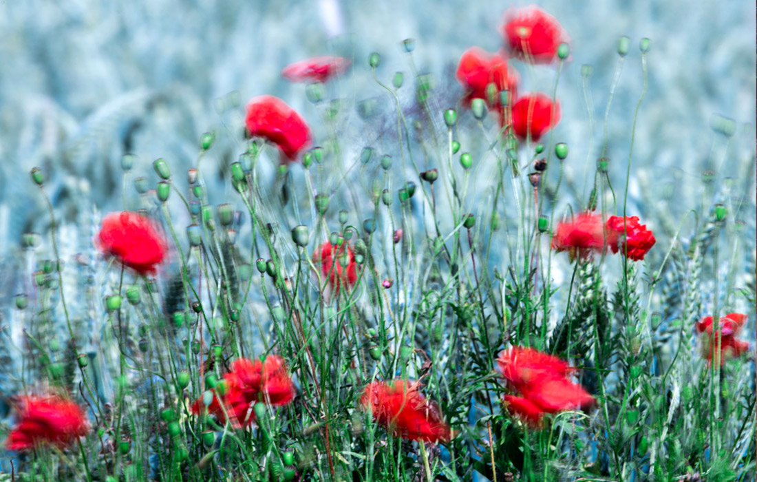 Маки на острове Поэл в Германии