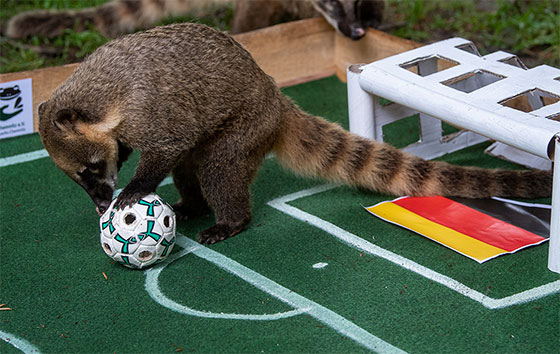 Мохнатые оракулы Евро-2020