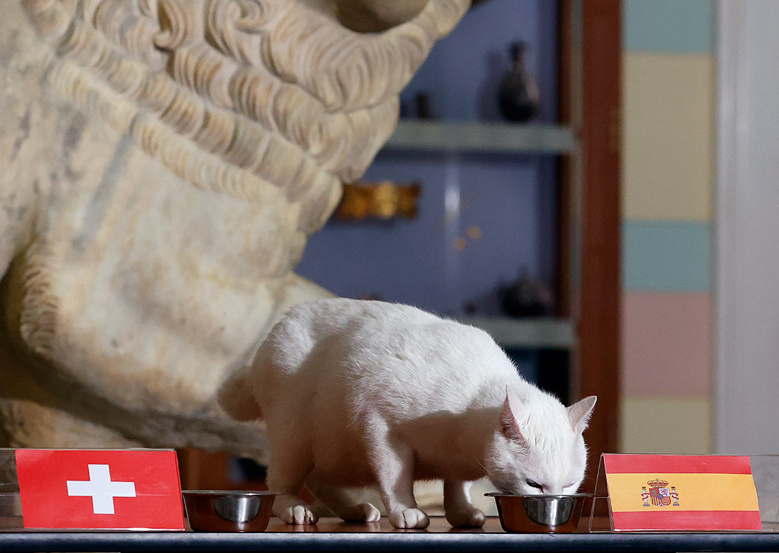 И снова кот Ахилл из самого настоящего Эрмитажа. На этот раз обладатель лапок дал маху: предсказанная им победа Испании в матче со Швейцарией не случилась. А случилась ничья со счетом 1:1. Что ж, котик, впереди будут еще игры, тренируйся!