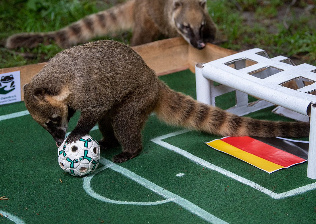 Носухи в зоопарке Хемница с помощью мяча, набитого личинками жуков, решили судьбу матча Германия - Венгрия в пользу обоих команд. То есть, предсказали ничью. Так оно и вышло. Удивительно.