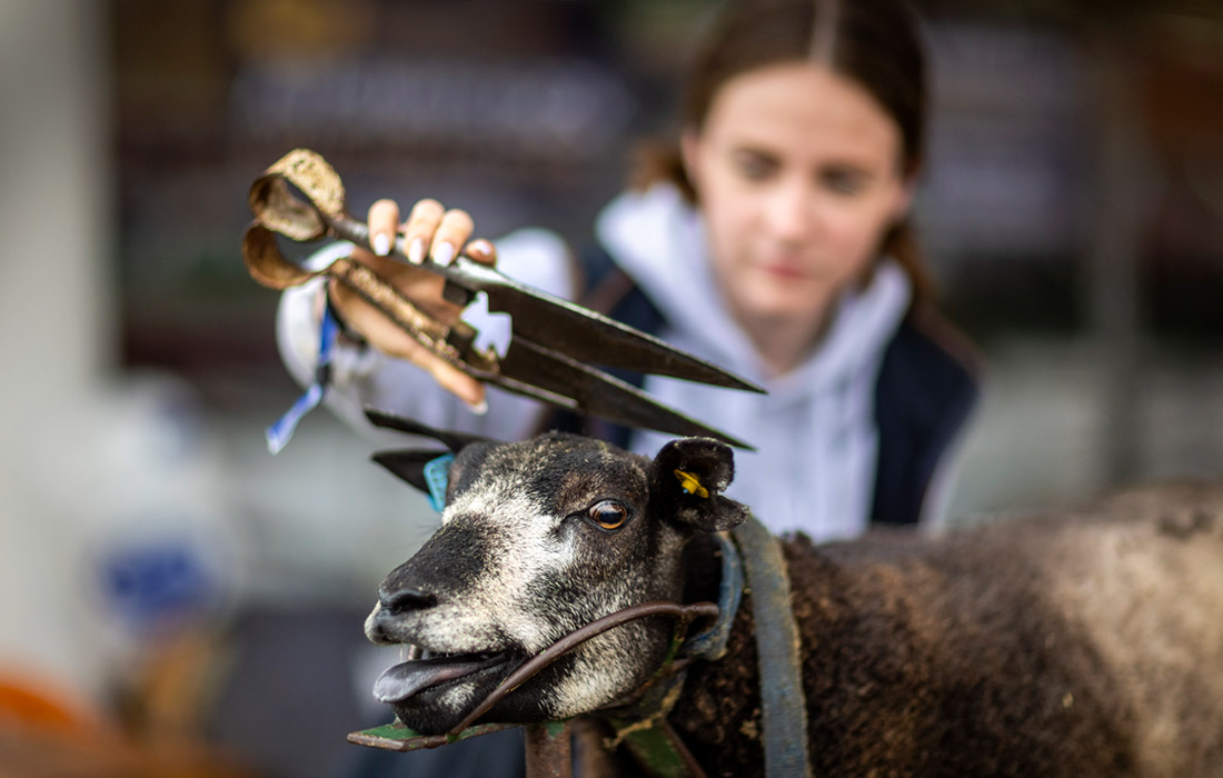 В Харрогите (Великобритания) стартовал первый день сельскохозяйственной выставки Great Yorkshire Show