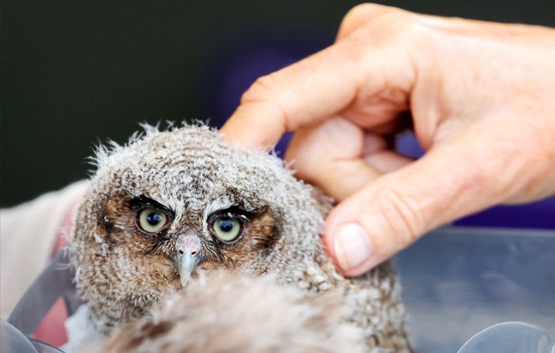 Продолжается ежегодная сельскохозяйственная выставка Great Yorkshire Show в Харрогейте