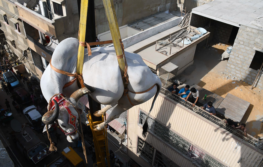 Пакистан в преддверии праздника Курбан-байрам
