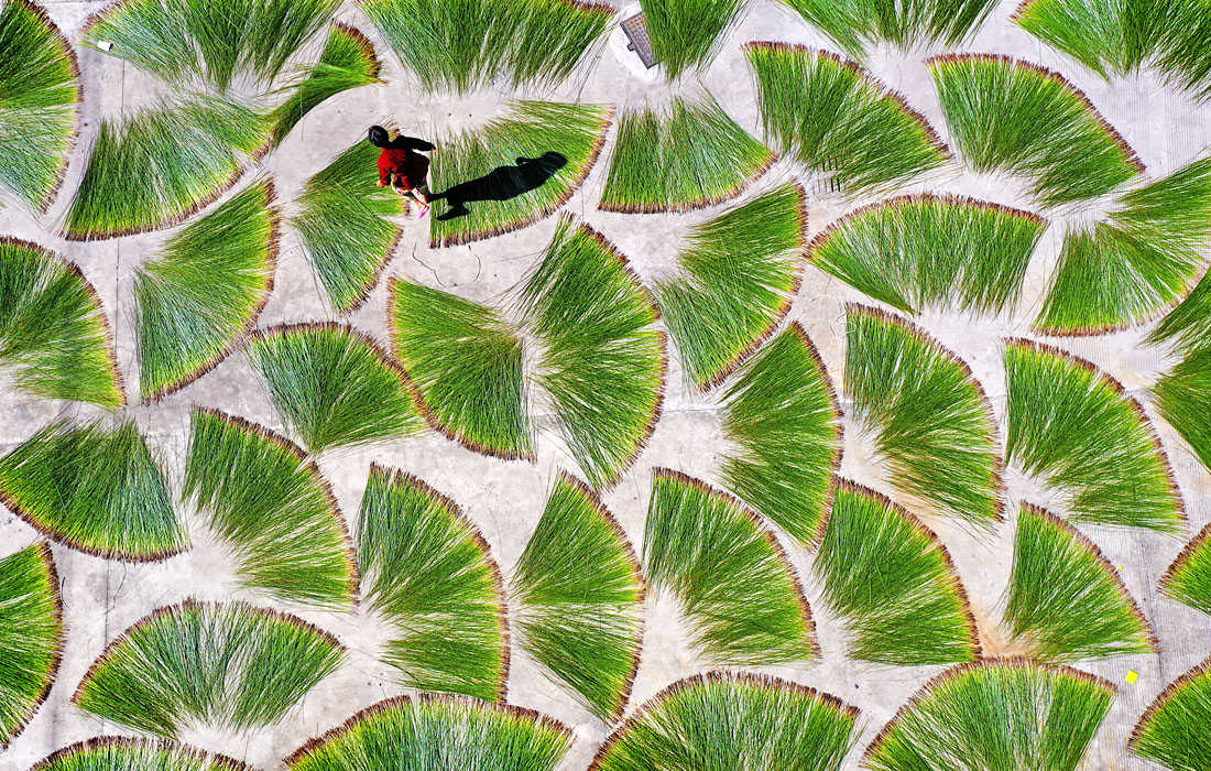 Сельские жители сушат траву в китайском Тайчжоу