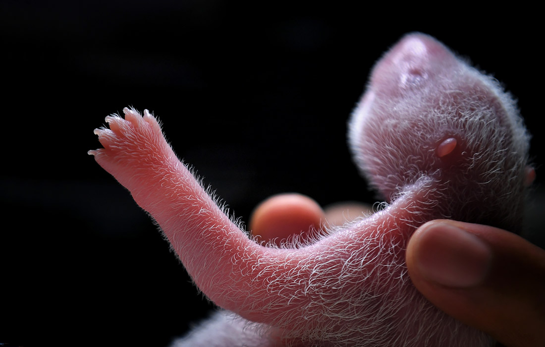 В национальном природном заповеднике Волонг гигантская панда Чжэнь Чжэнь родила двух малышей