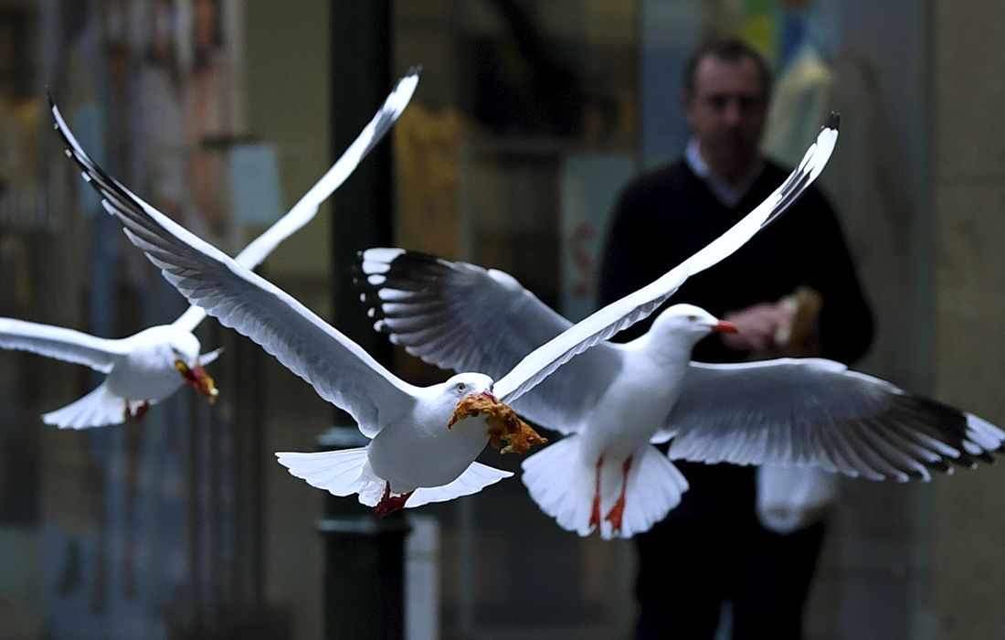 Чайки собирают остатки еды в опустевшем из-за локдауна деловом районе в центре Сиднея