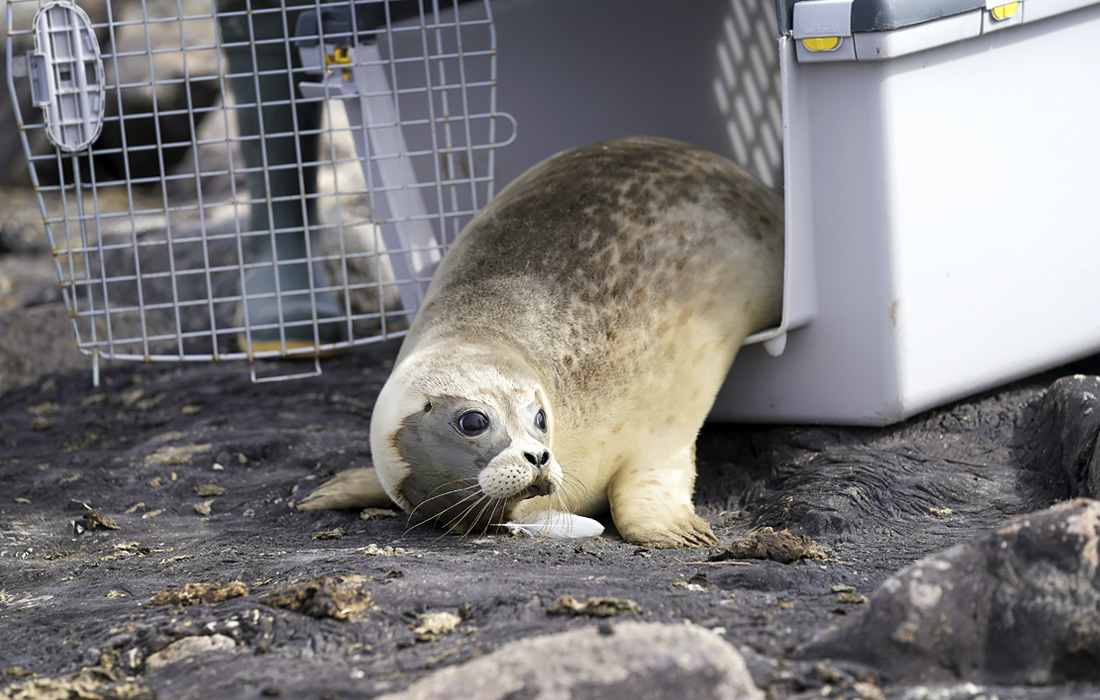 Маленьких тюленей выпустили в дикую природу на немецком побережье Балтийского моря