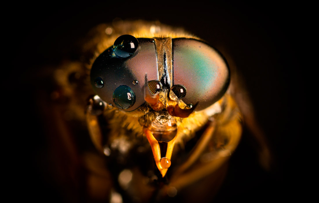 Снимок слепня крупным планом фотографа Ричарда Боулера
