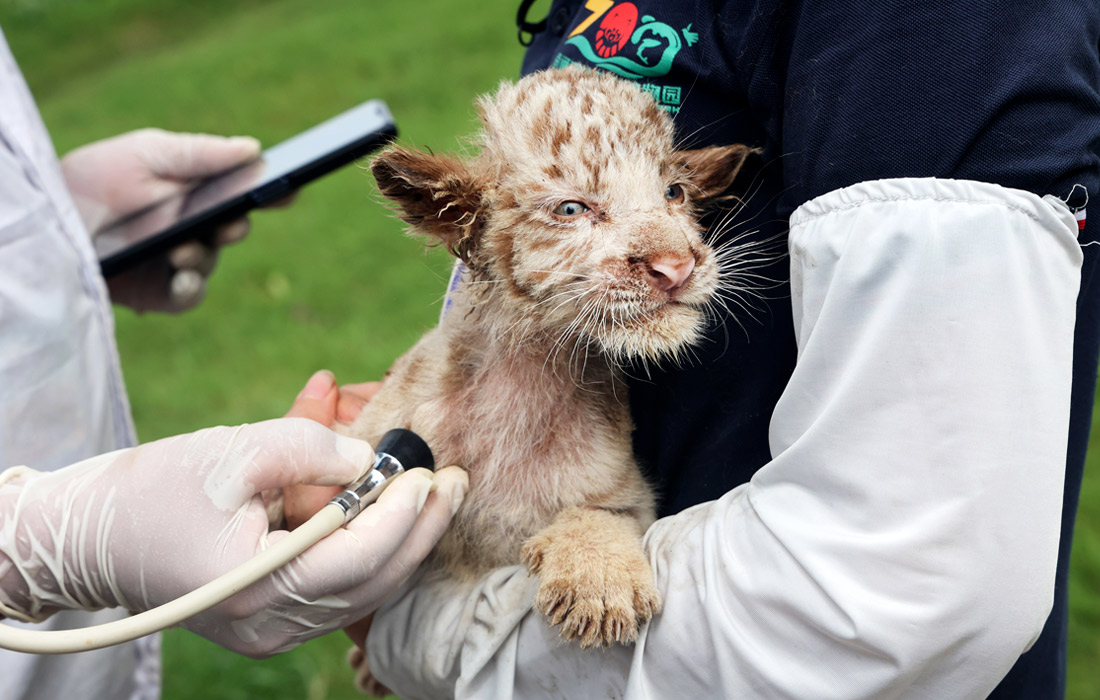 Ежегодно 29 июля во всем мире отмечается Международный день тигра. На фото: белый бенгальский тигренок в лесном сафари-парке Наньтун (Китай).