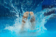 Во время индивидуальных прыжков в воду с трехметрового трамплина